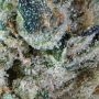 Compound Genetics La Bomba Smoke Buds Weed Ganja Skunk Dope Pot Images Pics Nuggets