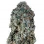 La Bomba Feminized by Compound Genetics THC Content Potency Strength CBD Height Yield Flowering Time Indica Sativa Genetics