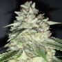 Marshmallow OG Feminized by Compound Genetics THC Content Potency Strength CBD Height Yield Flowering Time Indica Sativa Genetic