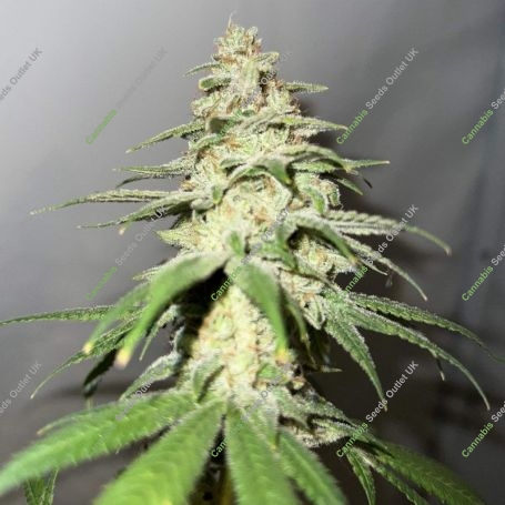 Marshmallow OG Feminized Marijuana Strain by Compound Genetics For Sale Online at Cannabis Seeds Outlet