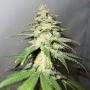 Marshmallow OG Feminized Marijuana Strain by Compound Genetics For Sale Online at Cannabis Seeds Outlet