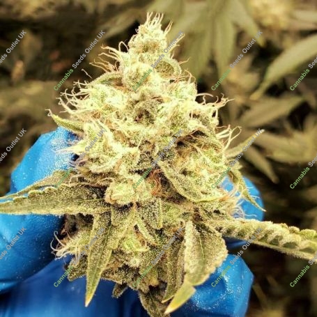 Savage Hulk F2 Regular Marijuana Strain by Dark Horse Genetics For Sale Online at Cannabis Seeds Outlet