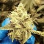Savage Hulk F2 Regular Marijuana Strain by Dark Horse Genetics For Sale Online at Cannabis Seeds Outlet