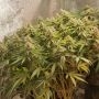 Dark Horse Genetics Savage Hulk F2 Smoke Buds Weed Ganja Skunk Dope Pot Images Pics Nuggets