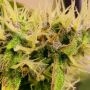 Savage Hulk F2 Regular by Dark Horse Genetics THC Content Potency Strength CBD Height Yield Flowering Time Indica Sativa Genetic