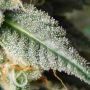 Lethal Protector Regular by Dark Horse Genetics THC Content Potency Strength CBD Height Yield Flowering Time Indica Sativa Genet