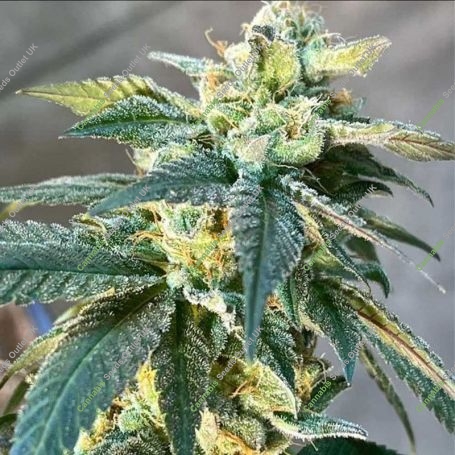 Lethal Protector Regular Marijuana Strain by Dark Horse Genetics For Sale Online at Cannabis Seeds Outlet