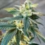 Lethal Protector Regular Marijuana Strain by Dark Horse Genetics For Sale Online at Cannabis Seeds Outlet