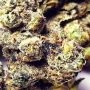 The Undercaker Regular by Dark Horse Genetics THC Content Potency Strength CBD Height Yield Flowering Time Indica Sativa Genetic