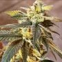 The Undercaker Regular Marijuana Strain by Dark Horse Genetics For Sale Online at Cannabis Seeds Outlet