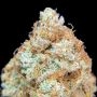 Fast Buds Tropicana Cookies Fast V Smoke Buds Weed Ganja Skunk Dope Pot Images Pics Nuggets