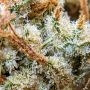 Tropicana Cookies Fast V Feminized by Fast Buds THC Content Potency Strength CBD Height Yield Flowering Time Indica Sativa Genet