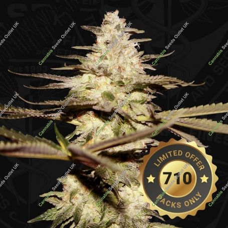 Califunk Feminized Marijuana Strain by TH Seeds For Sale Online at Cannabis Seeds Outlet
