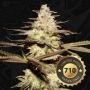 Califunk Feminized Marijuana Strain by TH Seeds For Sale Online at Cannabis Seeds Outlet