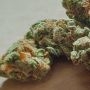 TH Seeds Califunk Smoke Buds Weed Ganja Skunk Dope Pot Images Pics Nuggets