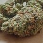 Califunk Feminized by TH Seeds THC Content Potency Strength CBD Height Yield Flowering Time Indica Sativa Genetics