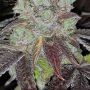 Sour Kuntz Feminized by Pheno Finder Seeds THC Content Potency Strength CBD Height Yield Flowering Time Indica Sativa Genetics