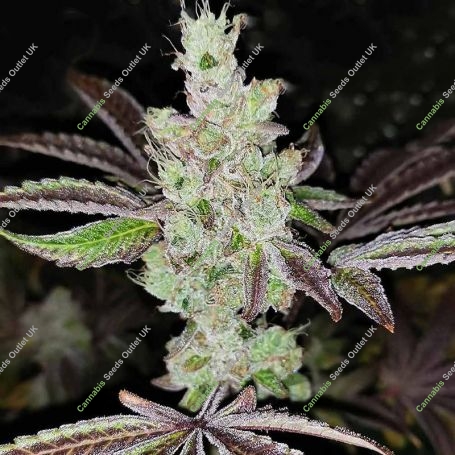 Sour Kuntz Feminized Marijuana Strain by Pheno Finder Seeds For Sale Online at Cannabis Seeds Outlet