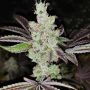 Sour Kuntz Feminized Marijuana Strain by Pheno Finder Seeds For Sale Online at Cannabis Seeds Outlet