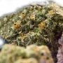Pheno Finder Seeds Kuntz N Cream Smoke Buds Weed Ganja Skunk Dope Pot Images Pics Nuggets