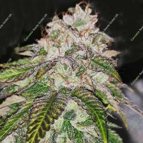 Kuntz N Cream Feminized Marijuana Strain by Pheno Finder Seeds For Sale Online at Cannabis Seeds Outlet