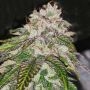 Kuntz N Cream Feminized Marijuana Strain by Pheno Finder Seeds For Sale Online at Cannabis Seeds Outlet