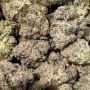 Kuntz N Cream Feminized by Pheno Finder Seeds THC Content Potency Strength CBD Height Yield Flowering Time Indica Sativa Genetic