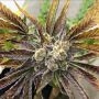 Pheno Finder Seeds Dirty Kuntz Smoke Buds Weed Ganja Skunk Dope Pot Images Pics Nuggets