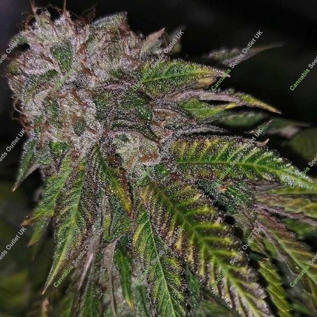 Dirty Kuntz Feminized Marijuana Strain by Pheno Finder Seeds For Sale Online at Cannabis Seeds Outlet