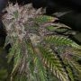 Dirty Kuntz Feminized Marijuana Strain by Pheno Finder Seeds For Sale Online at Cannabis Seeds Outlet