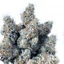 Dirty Kuntz Feminized by Pheno Finder Seeds THC Content Potency Strength CBD Height Yield Flowering Time Indica Sativa Genetics