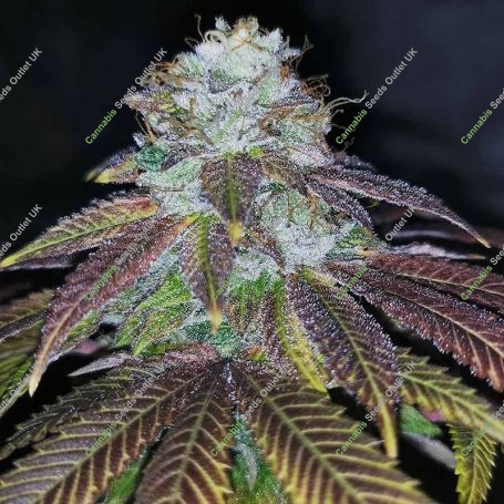 Squirterz Feminized Marijuana Strain by Pheno Finder Seeds For Sale Online at Cannabis Seeds Outlet
