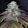 Squirterz Feminized Marijuana Strain by Pheno Finder Seeds For Sale Online at Cannabis Seeds Outlet