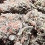 Pheno Finder Seeds Squirterz Smoke Buds Weed Ganja Skunk Dope Pot Images Pics Nuggets