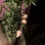 Squirterz Feminized by Pheno Finder Seeds THC Content Potency Strength CBD Height Yield Flowering Time Indica Sativa Genetics