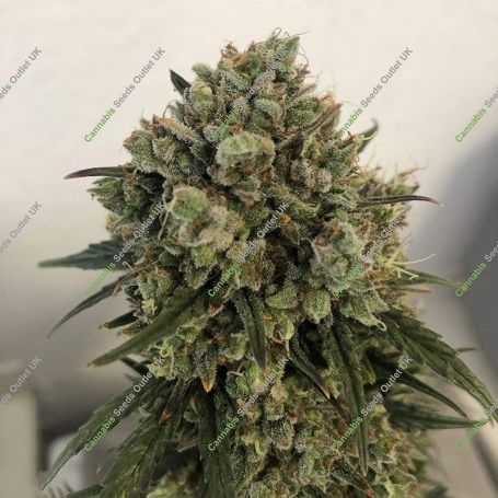 Auto Blue Cheese Feminized Marijuana Strain by Original Big Buddha Farm For Sale Online at Cannabis Seeds Outlet