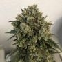 Auto Blue Cheese Feminized Marijuana Strain by Original Big Buddha Farm For Sale Online at Cannabis Seeds Outlet