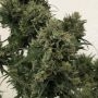 Original Big Buddha Farm Auto Blue Cheese Smoke Buds Weed Ganja Skunk Dope Pot Images Pics Nuggets
