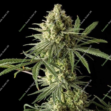 Original Blue Cheese Feminized Marijuana Strain by Original Big Buddha Farm For Sale Online at Cannabis Seeds Outlet