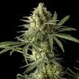 Original Blue Cheese Feminized Marijuana Strain by Original Big Buddha Farm For Sale Online at Cannabis Seeds Outlet