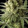 Original Blue Cheese Feminized by Original Big Buddha Farm THC Content Potency Strength CBD Height Yield Flowering Time Indica S