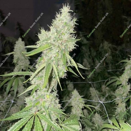 Mac N Cheese Feminized Marijuana Strain by Original Big Buddha Farm For Sale Online at Cannabis Seeds Outlet
