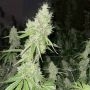 Mac N Cheese Feminized Marijuana Strain by Original Big Buddha Farm For Sale Online at Cannabis Seeds Outlet