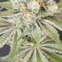Now N Melon Feminized by Karma Genetics THC Content Potency Strength CBD Height Yield Flowering Time Indica Sativa Genetics