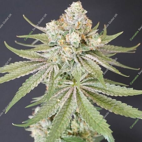Now N Melon Feminized Marijuana Strain by Karma Genetics For Sale Online at Cannabis Seeds Outlet