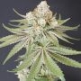 Now N Melon Feminized Marijuana Strain by Karma Genetics For Sale Online at Cannabis Seeds Outlet