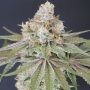 Karma Genetics Now N Melon Smoke Buds Weed Ganja Skunk Dope Pot Images Pics Nuggets