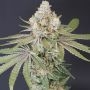 Now N Melon Feminized Marijuana Seeds by Karma Genetics Buy Online Cheap Discounted Feminised Female Cannabis Seeds Special Offe