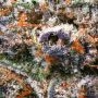 Luxar Dos Feminized by Compound Genetics THC Content Potency Strength CBD Height Yield Flowering Time Indica Sativa Genetics