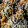 Compound Genetics Luxar Dos Smoke Buds Weed Ganja Skunk Dope Pot Images Pics Nuggets